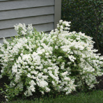 Trojpuk nežný (Deutzia gracilis) ´NIKKO´ - výška 15-25 cm, kont. C3L